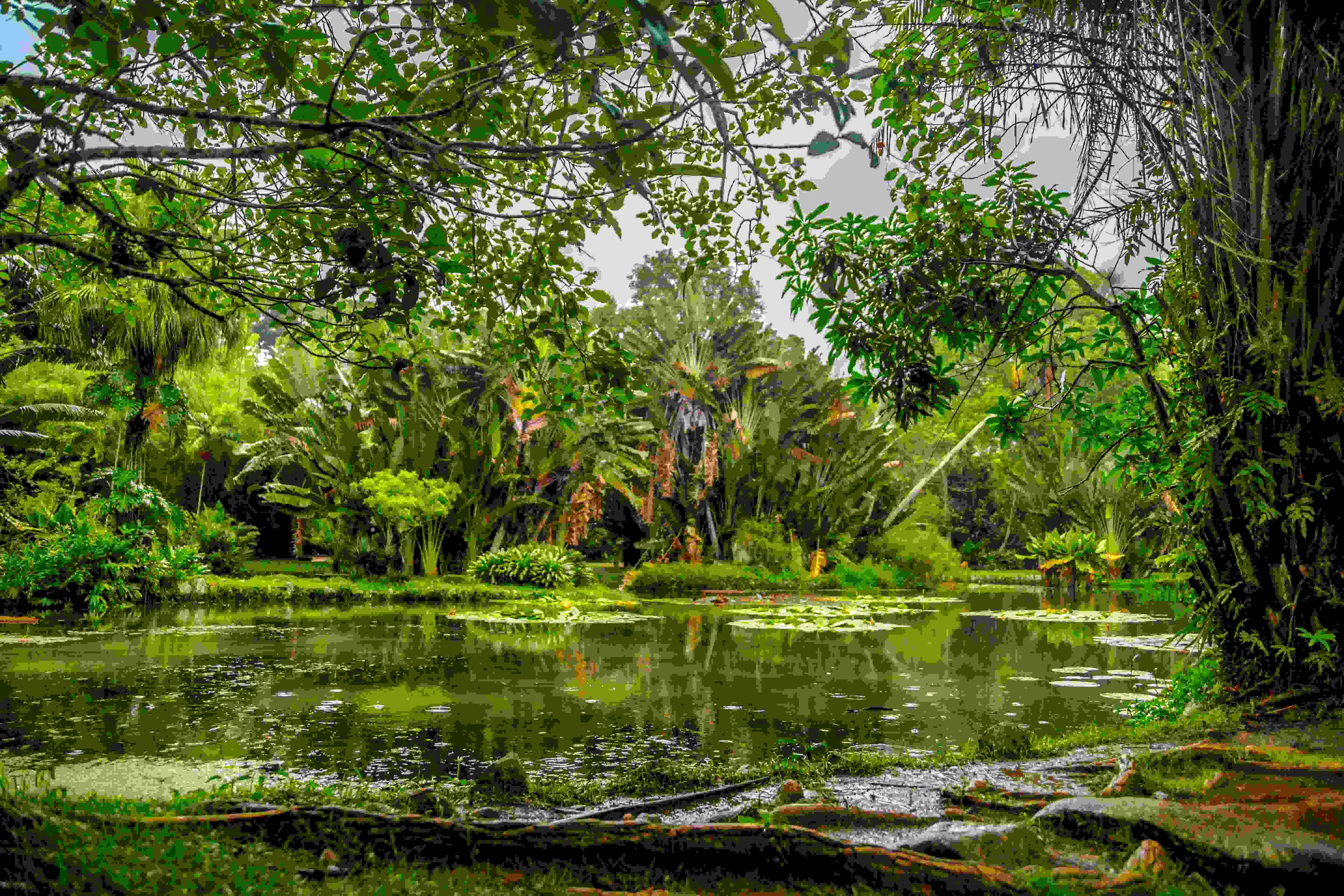 Mangrove Swamps